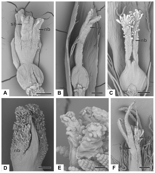 Organography of pistillate flowers of dimerous species of Paepalanthus (SEM).
