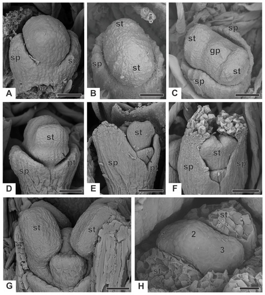 Early developmental stages of staminate flowers of dimerous species of Paepalanthus (SEM).