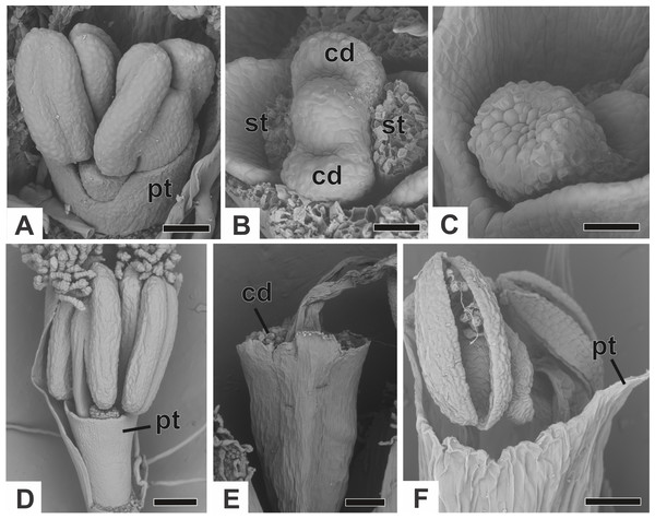 Successive developmental stages of staminate flowers of dimerous species of Paepalanthus (SEM).
