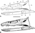 Reappraisal of Europe’s most complete Early Cretaceous plesiosaurian ...