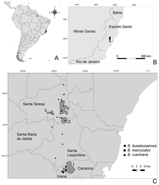 Map with the collection localities of the new species: (A) South America, the state of Espírito Santo in black; (B) Detail of the state of Espírito Santo and the neighboring states, the collection points in black; (C) Collection points.