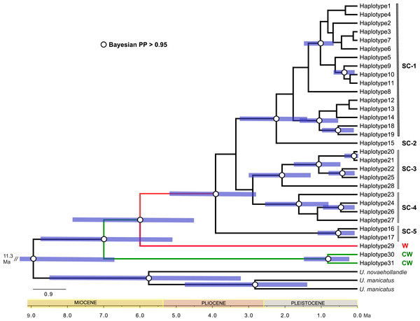 Dated phylogeny (Bayesian tree) for Urodacus yaschenkoi based on the concatenated COXI and 16S partial sequences.