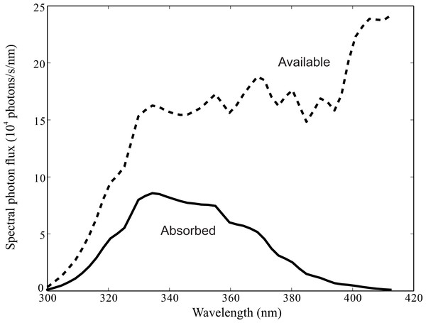 Spectral photon flux delivered by facet lens to tip of R7 rhabdomere, Ri(λ), (dashed line), and photons absorbed by rhodopsin molecules in R7 and R8 (solid line).