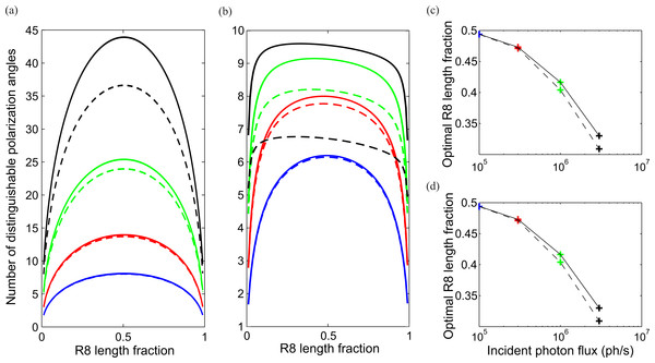 Optimum division of CRP between R7 and R8 maximizes two measures of coding ability, number of discriminable polarization angles and mutual information.