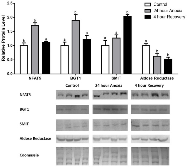 Changes in NFAT5, BGT-1, SMIT, and aldose reductase total protein levels in muscle during anoxia-recovery stress in R. sylvatica.