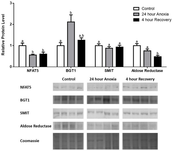 Changes in NFAT5, BGT-1, SMIT, and aldose reductase total protein levels in kidney during anoxia-recovery stress in R. sylvatica.