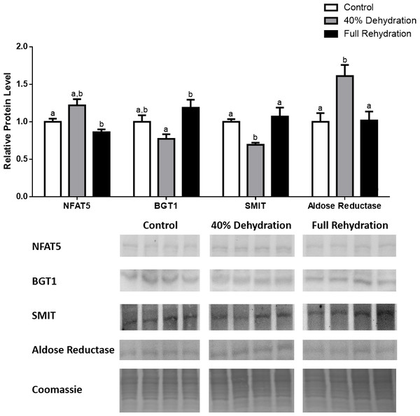 Changes in NFAT5, BGT-1, SMIT, and aldose reductase total protein levels in kidney during dehydration–rehydration stress in R. sylvatica.
