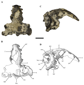 Detailed Anatomy Of The Braincase Of Macelognathus Vagans Marsh, 1884 