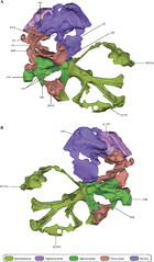 Detailed anatomy of the braincase of Macelognathus vagans Marsh, 1884 ...