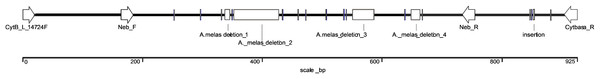 Schematic illustration of the comparison of species-specific sequences from Ameiurus nebulosus and Ameiurus melas.