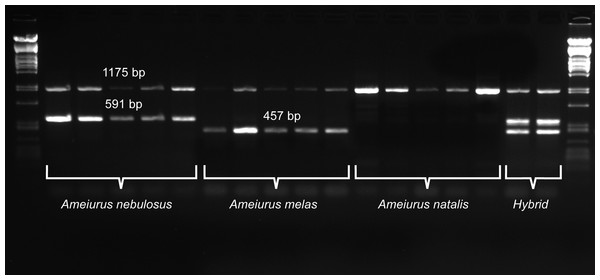 Duplex PCR-based molecular identification of three bullhead species: Ameiurus nebulosus, Ameiurus melas, and Ameiurus natalis.