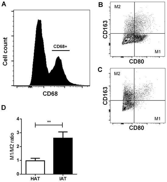 Surface expression of CD80 and CD163 in native HAT and IAT.