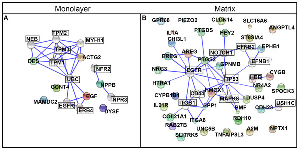 Protein networks predicted by STRING analysis.