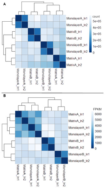 Heat maps of Euclidean sample-to-sample distances and cluster dendrograms of raw RNA-seq alignment count (A) and FPKM normalized data (B).