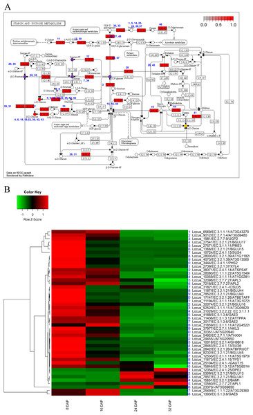 Pathway and differential expression analysis of starch and sucrose metabolism.