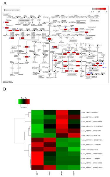 Pathway and differential expression analysis of carotenoid-biosynthesis pathway.
