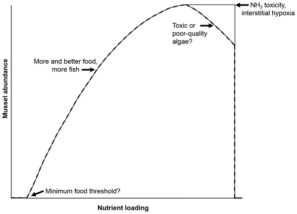 Hypothetical relationship between nutrient loading and mussel abundance.
