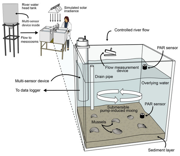 Schematic diagram of the flow-through, 4-mesocosm system, which was continuously fed Iowa River water (monitored with a multisensor device), contained a sand and river-sediment bottom layer and was irradiated with simulated sunlight (12 h daily).
