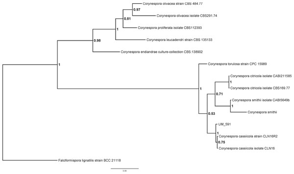 Bayesian phylogram generated using ITS sequence of 13 reference fungus as mentioned previously.