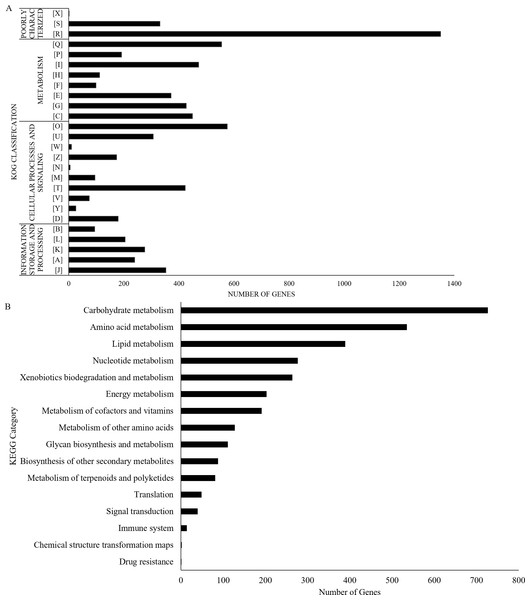 UM 591 gene functions assigned by (A) KOG, and (B) KEGG categories.