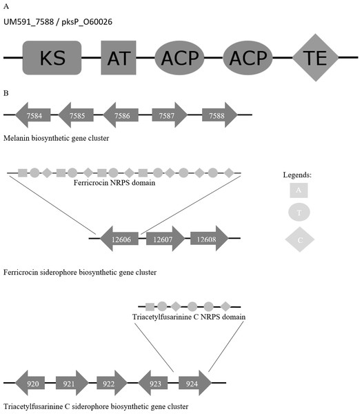 (A) Melanin biosynthesis PKS domain distribution of A. fumigatus AF293 (Uniprot accession no.: O60026) and UM591_5788. (B) Representation of putative melanin and siderophore biosynthetis cluster.