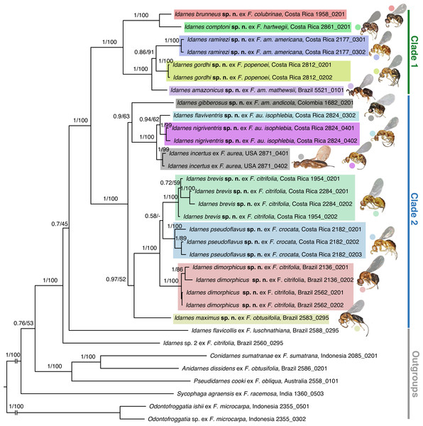 Phylogram of relationships among the Idarnes incertus species-group species and eight outgroup species obtained with Bayesian inference.