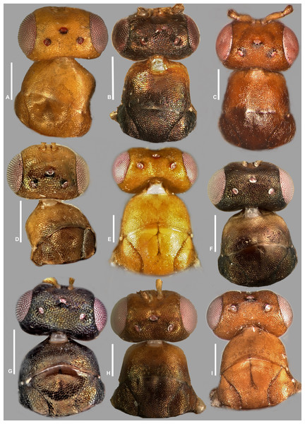 Head and mesosoma (part), Idarnes incertus sp. group, females.