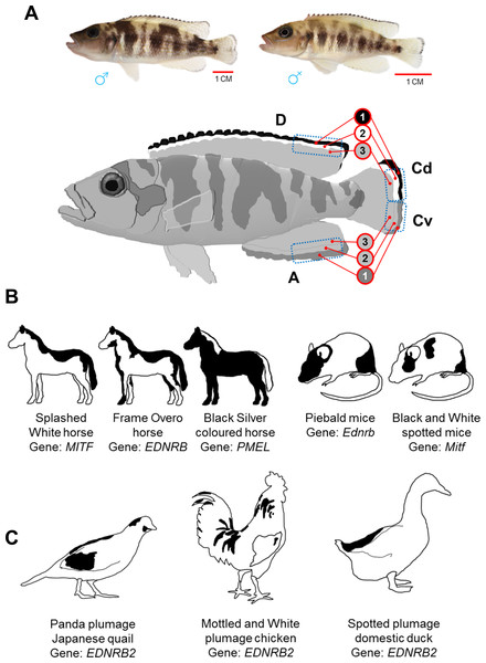 Dorsally restricted melanin pigmentation patterns in different vertebrate species.