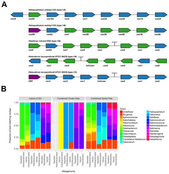 Detection of cas operons in metagenomes and affiliation of detected genes to representative taxa.