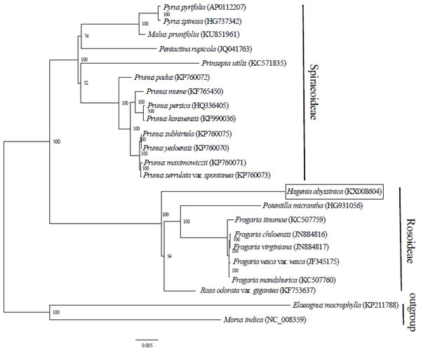 Phylogenetic relationship of 21 species of Rosaceae based on maximum likelihood analysis of 71 protein coding genes.