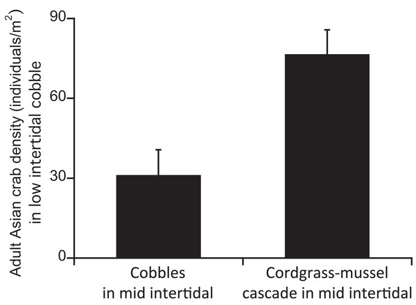Densities of Asian shore crabs in low cobble area with and without adjacent cordgrass–mussel beds in the mid intertidal.