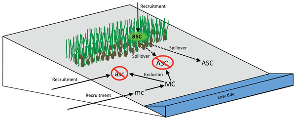 Diagram representing how the cordgrass–mussel facilitation cascade promotes species coexistence on intertidal cobble beaches.