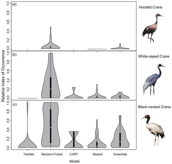 Violin plots of Relative Index of Occurrence (RIO) values for four SDMs and Ensemble model for three cranes based on calibration data from Threatened Birds of Asia.
