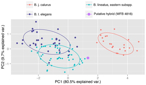 Plot of the first two principle components based on the PCA of five measurements from 103 adult eastern Red-shouldered Hawks (B. lineatus subspp.), California Red-shouldered Hawks (B. l. elegans), and western Red-tailed Hawks (B. j. calurus) representing both sexes showing that the putative hybrid is intermediate in its morphometric measurements between Red-shouldered Hawk and Red-tailed Hawk.