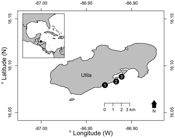 The three survey sites on the south shore of Utila, Bay Islands, Honduras.