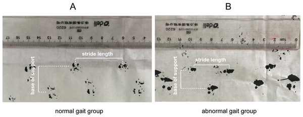 Representative stride length and base of support measurement using forelimb paw prints in the mice of normal gait group and abnormal gait group.