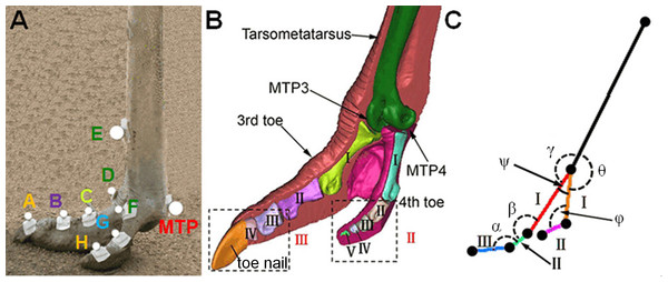 The reflective markers on ostrich foot and the toe joint angle measured.