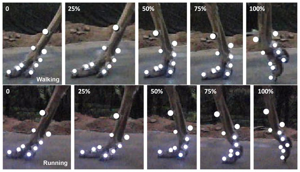 Two representative high speed video traces of toe motions during slow walking and running in stance phases.