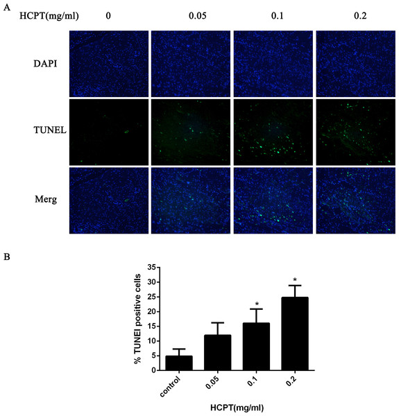 The effect of HCPT on fibroblast apoptosis in rats.
