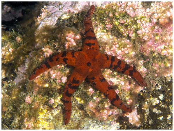 H. djakonovi in natural environment, Rudnaya Bay, 5 Oct 2015 (specimen not preserved).