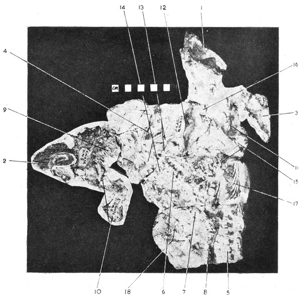 Brink’s (1965: Fig. 45) original figure of blocks BP/1/2513 and BP/1/472 (reproduced with permission from Palaeontologia Africana).