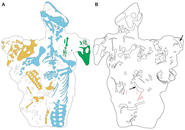 Interpretative drawing of the Galesaurus planiceps material in block BP/1/2513 in (A) ventral and (B) dorsal views.