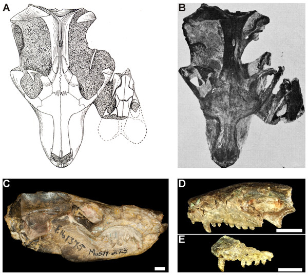 Thrinaxodon liorhinus specimens BP/1/1375 and BP/1/1376.