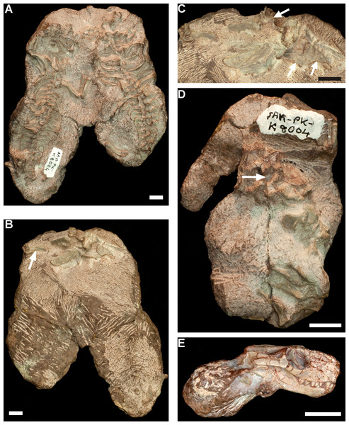 Early juvenile Thrinaxodon liorhinus specimens SAM-PK-K8004.