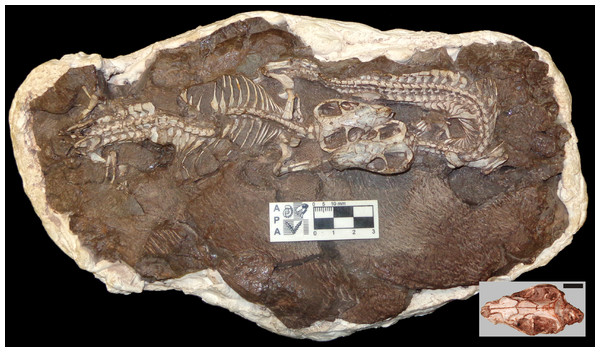 Associated late juvenile specimens of Thrinaxodon liorhinus.