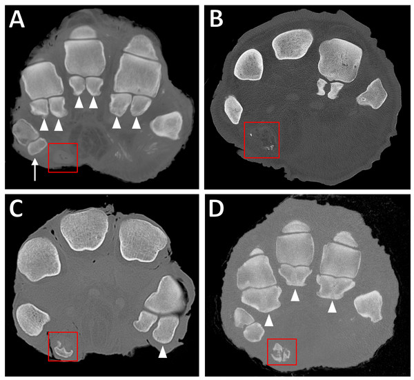 Transverse CT slices of elephants’ feet, showing the sesamoids.