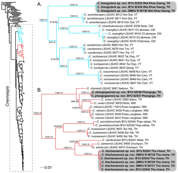 Phylogenetic relationships of the chanthaburiensis (A) and the siamensis (B) groups.