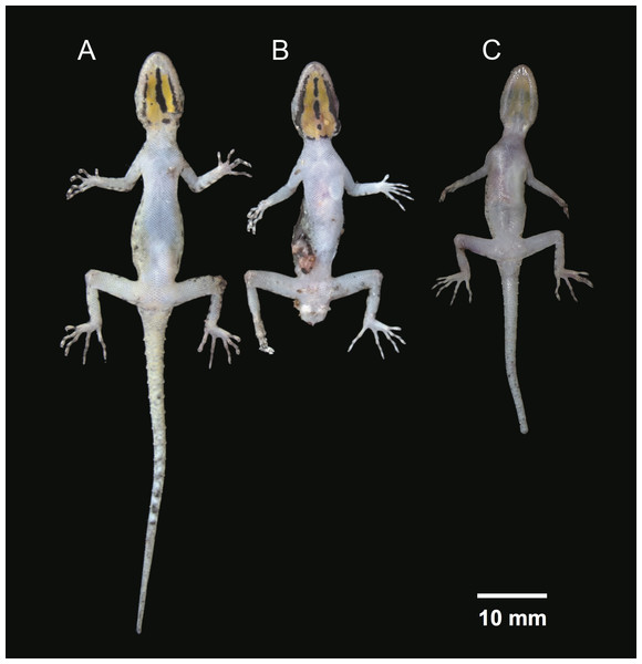 Ventral coloration and sexual dichromatism in the type series of Cnemaspis lineogularis sp. nov.