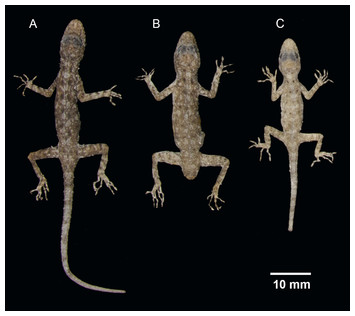 Three new karst-dwelling Cnemaspis Strauch, 1887 (Squamata; Gekkoniade ...