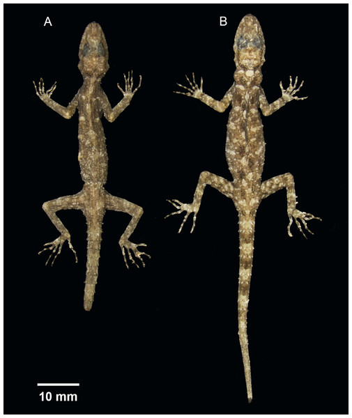 Dorsal coloration of the type series of Cnemaspis phangngaensis sp. nov.
